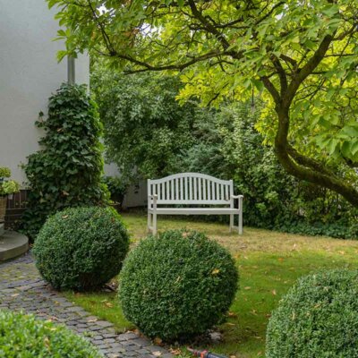 Buchsbaum-Kugeln am Weg zu einem Haus