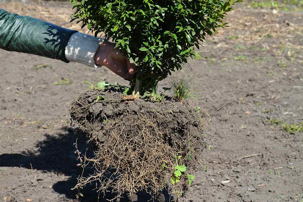 Buchsbaum mit Wurzeln