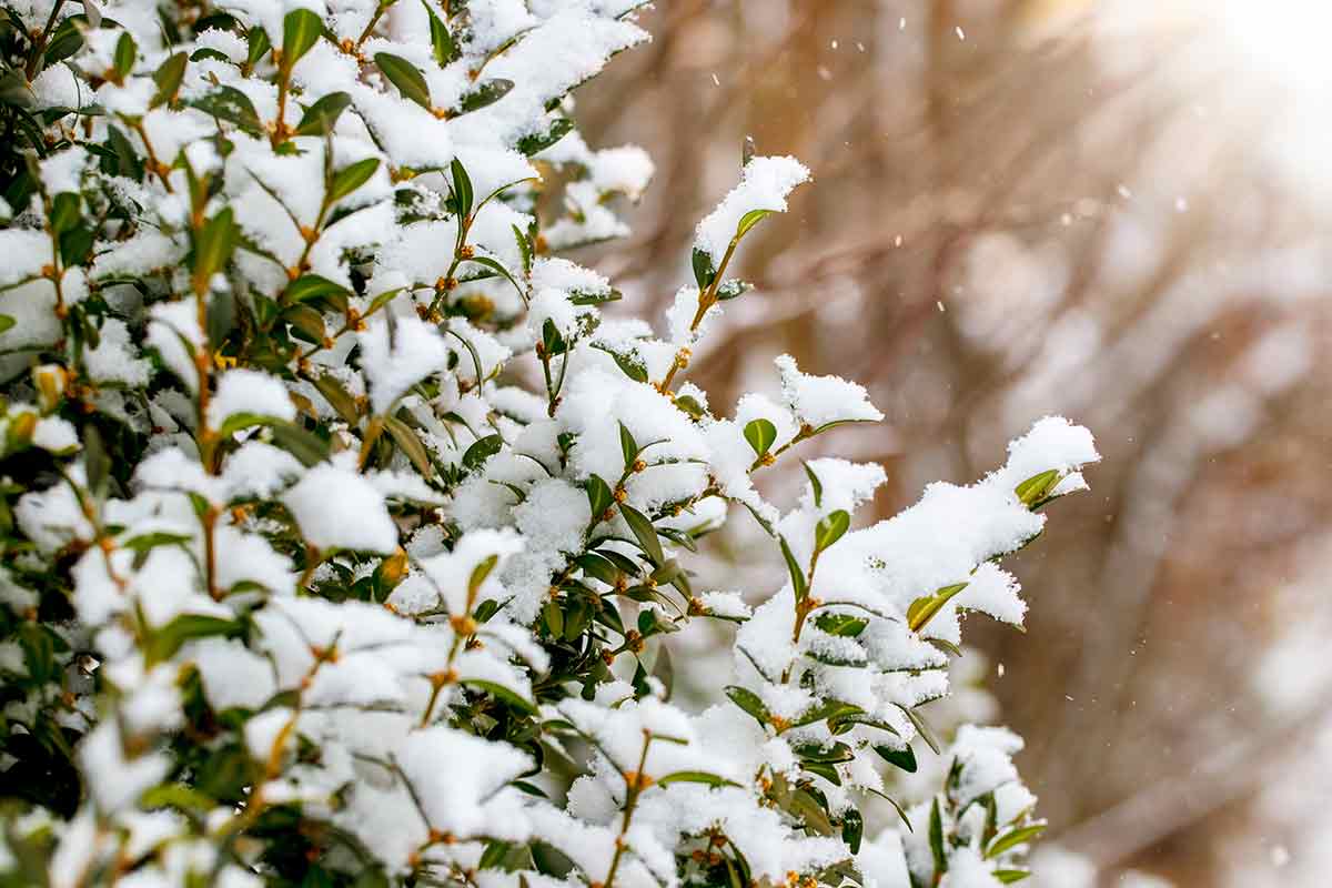 Buchsbaum bedeckt mit Schnee