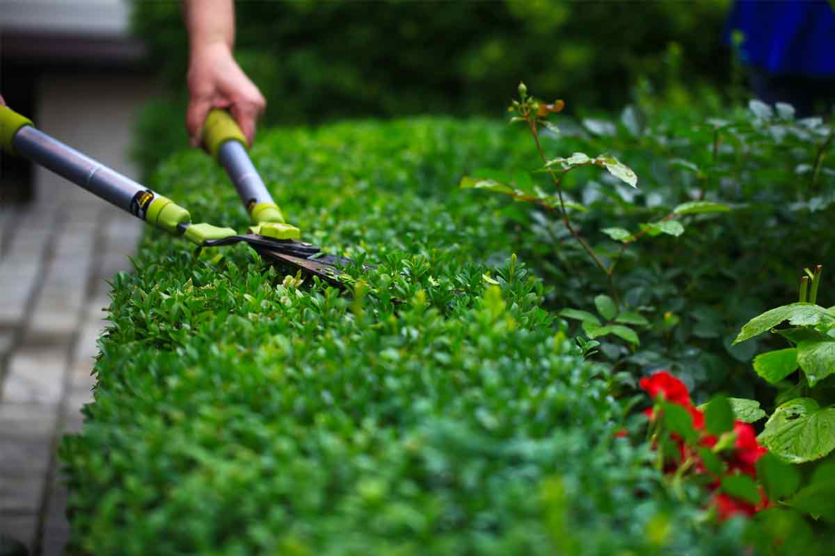 Buchsbaumschnitt mit Schere