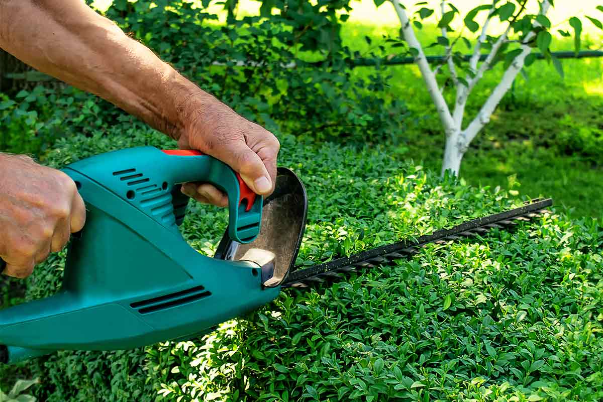 Buchsbaum-Schnitt mit der Heckenschere