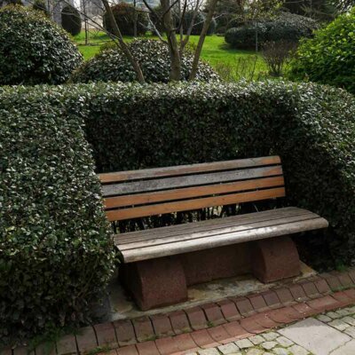 Buchsbaum-Hecke als Umrandung einer Bank