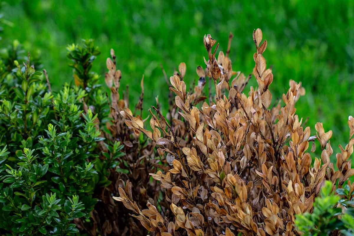 Verwelkter Buchsbaum