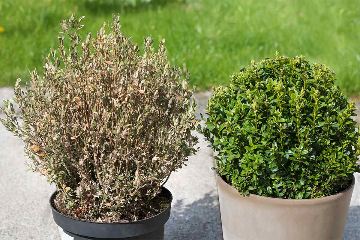 Vergleich von krankem und gesundem Buchsbaum