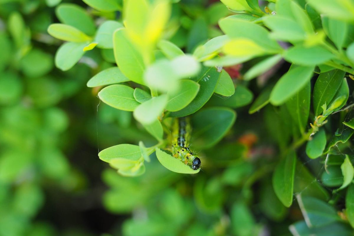 Zünsler-Raupe im Buchsbaum