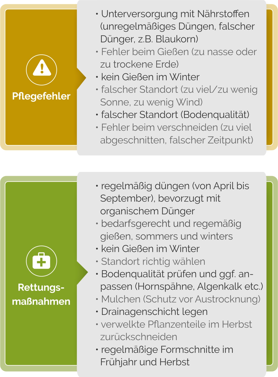 Buchsbaum Pflege-Fehler im Überblick