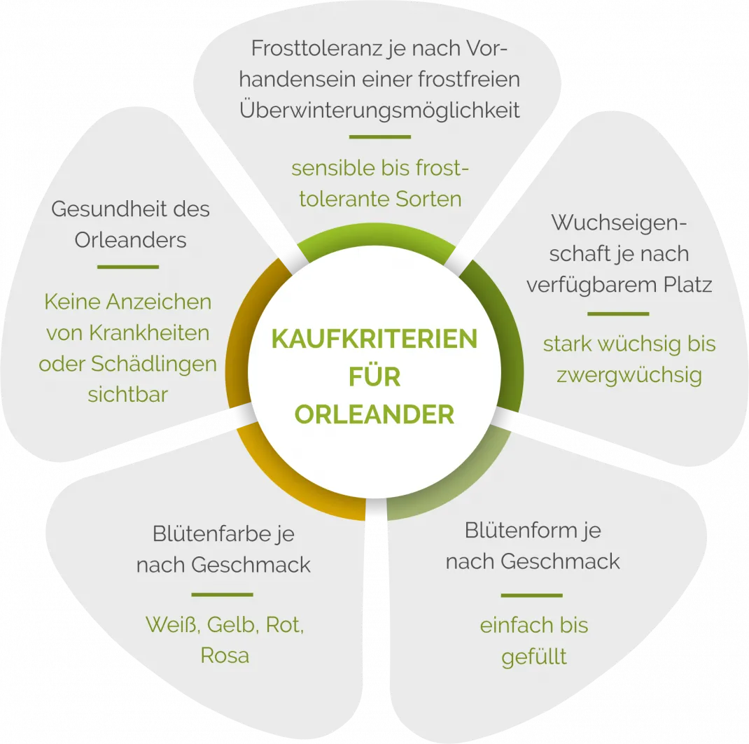 Übersichtsgrafik zu Kaufkriterien für Oleander