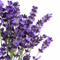 Lavendel