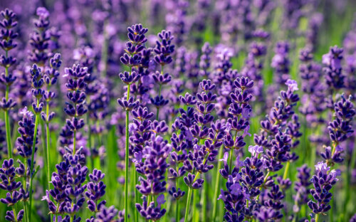 Lavendel pflanzen  schneiden & pflegen + Sorten-Überblick