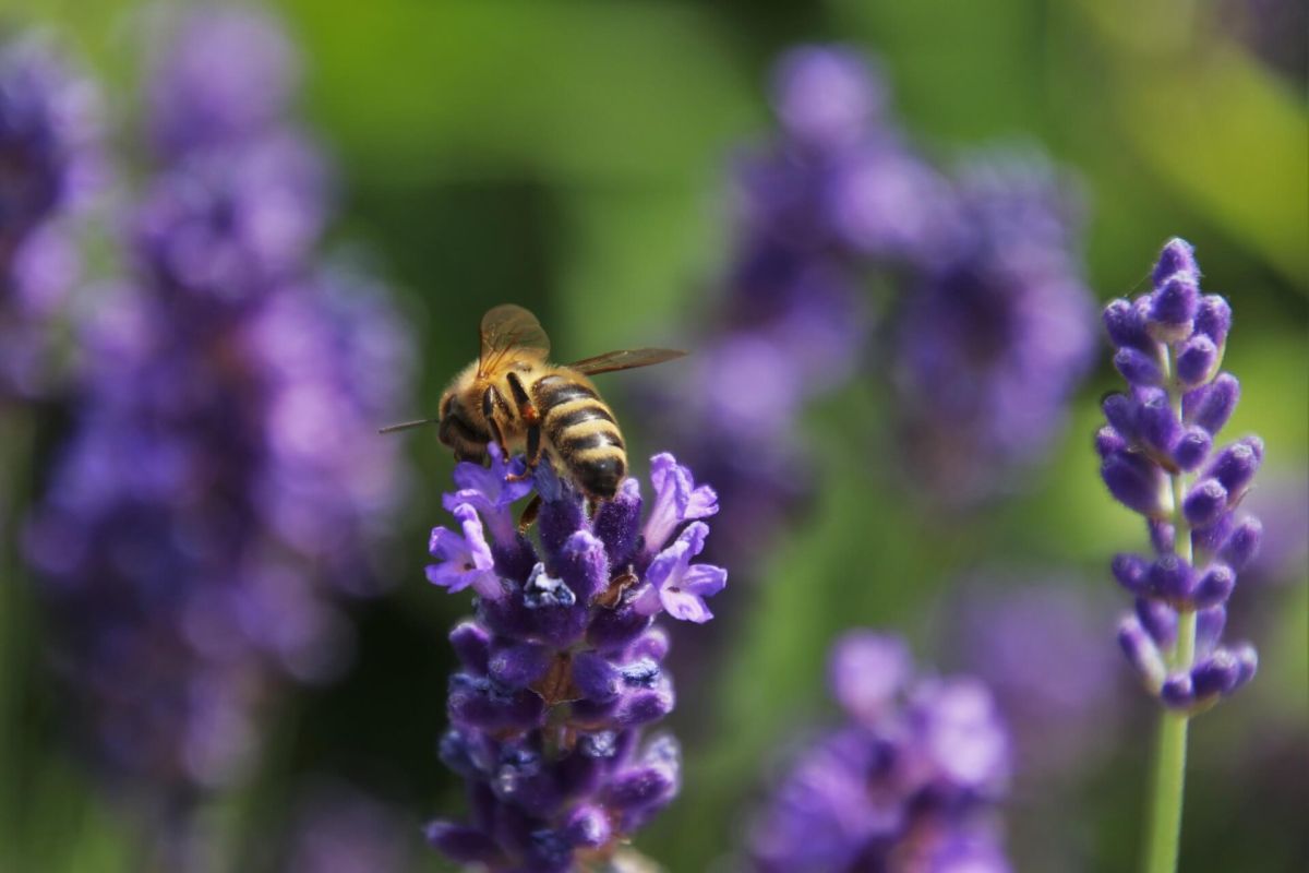Lavendel im Bienengarten
