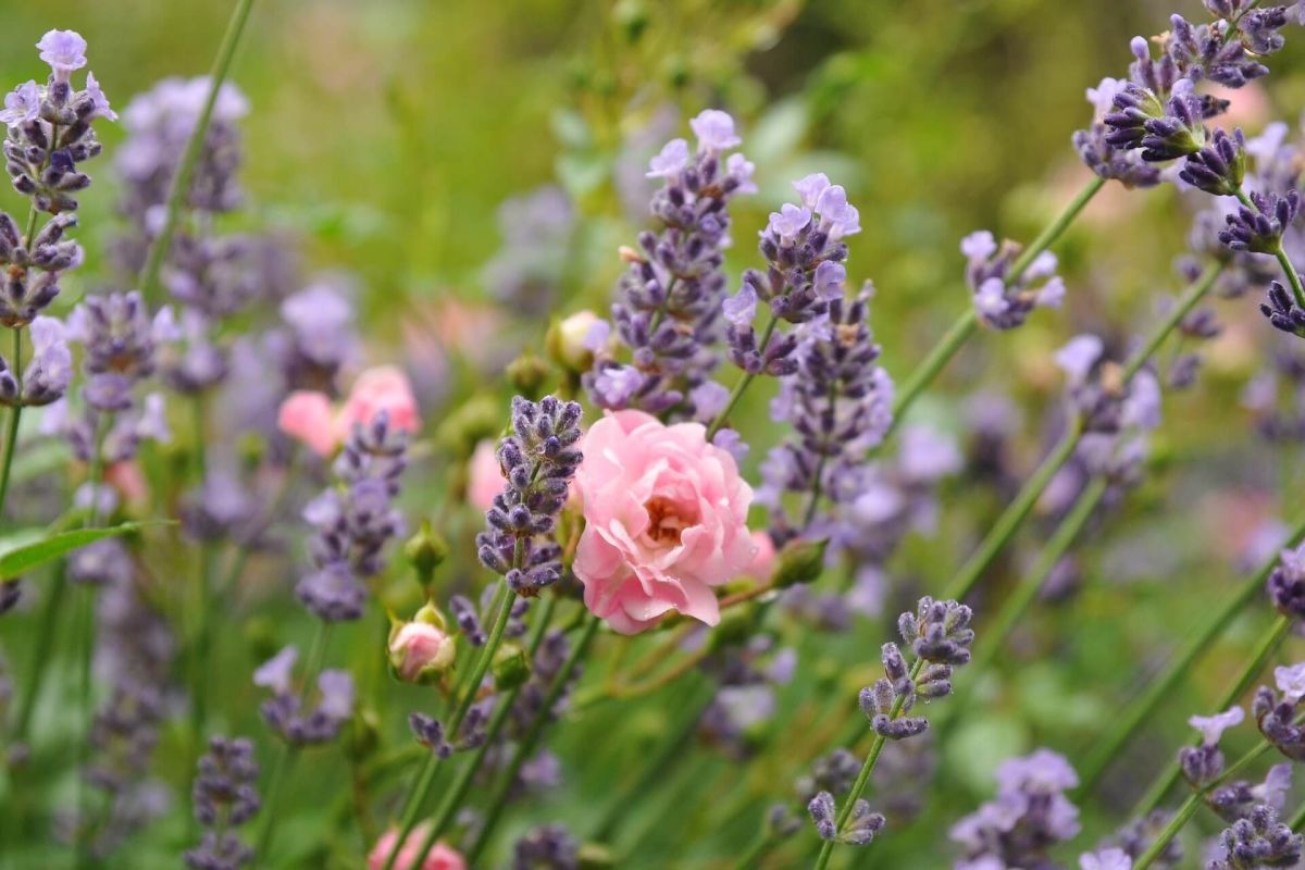 Lavendel und Rosen in Kombination