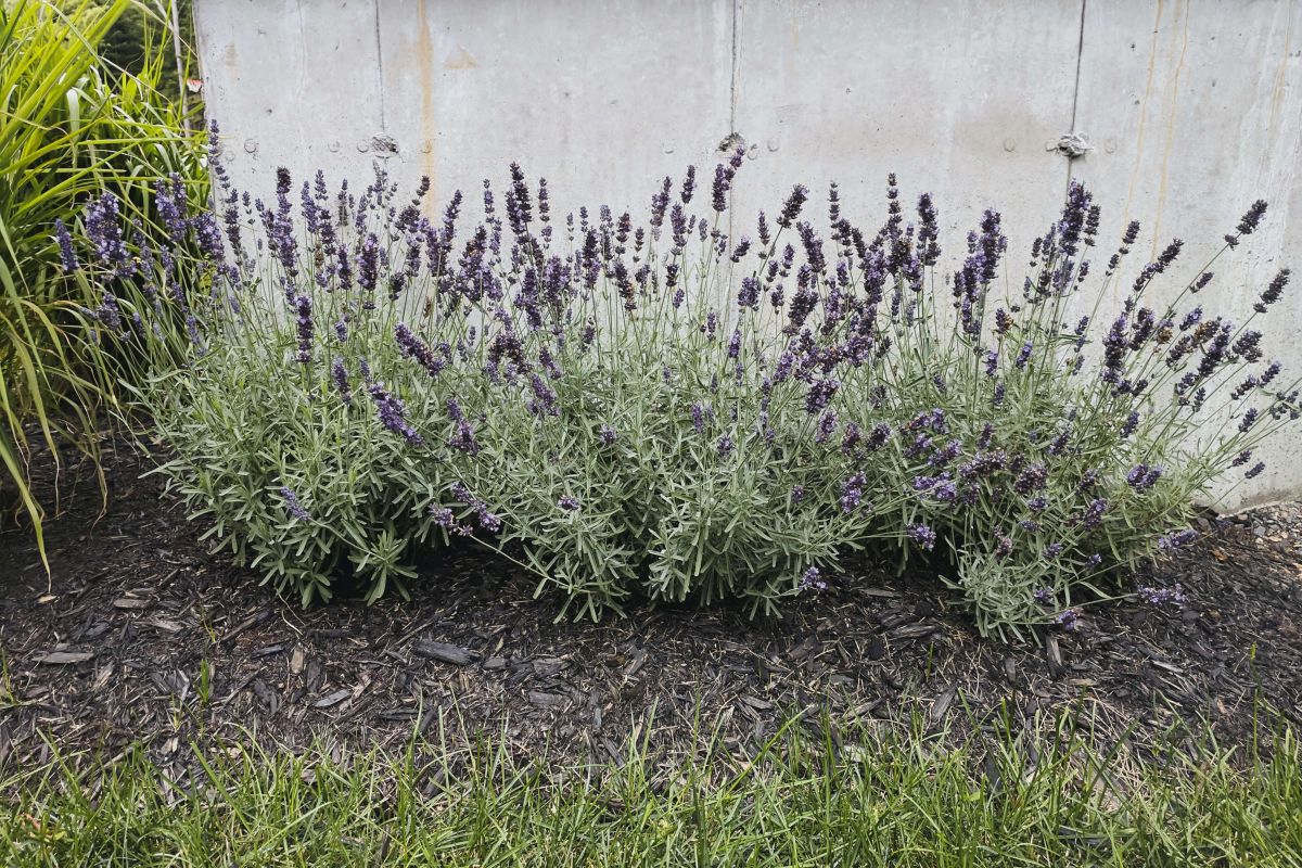 Lavendel-Pflanzen im Garten