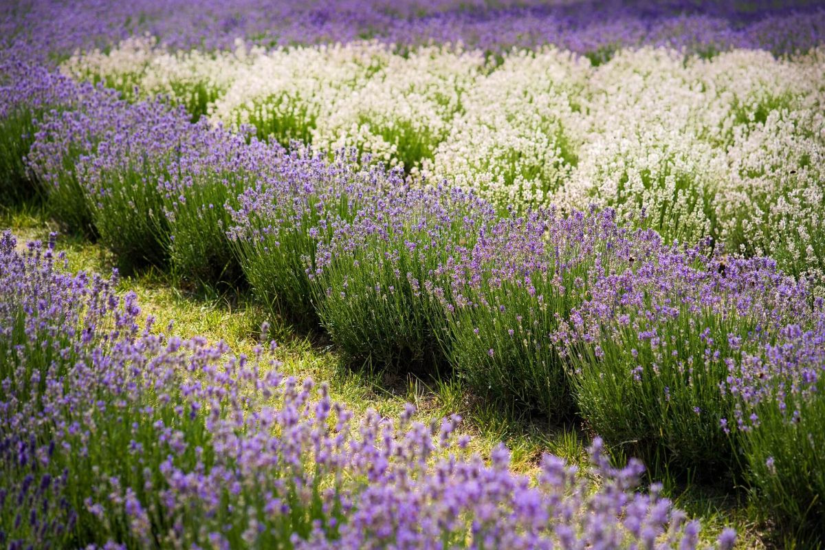 Lavendel in verschiedenen Farben