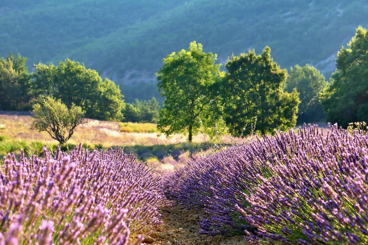 Lavendel-Feld im mediterranen Gebiet