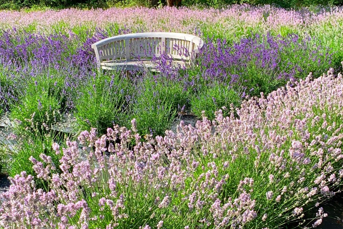 Lavendel als farbenfroher Bodendecker