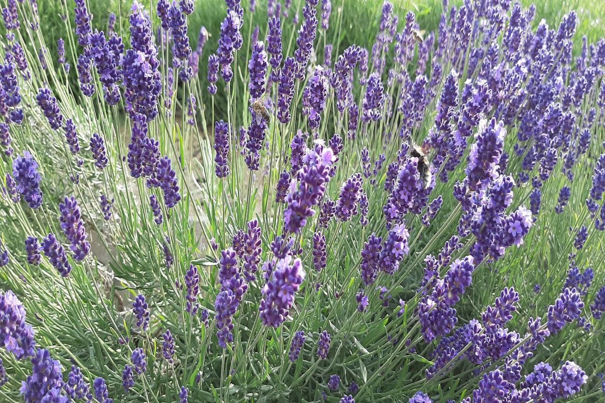 Lavendel Provence Intermedia