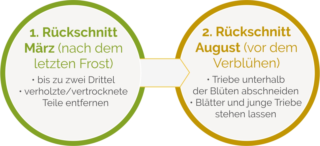 Lavendel richtig schneiden