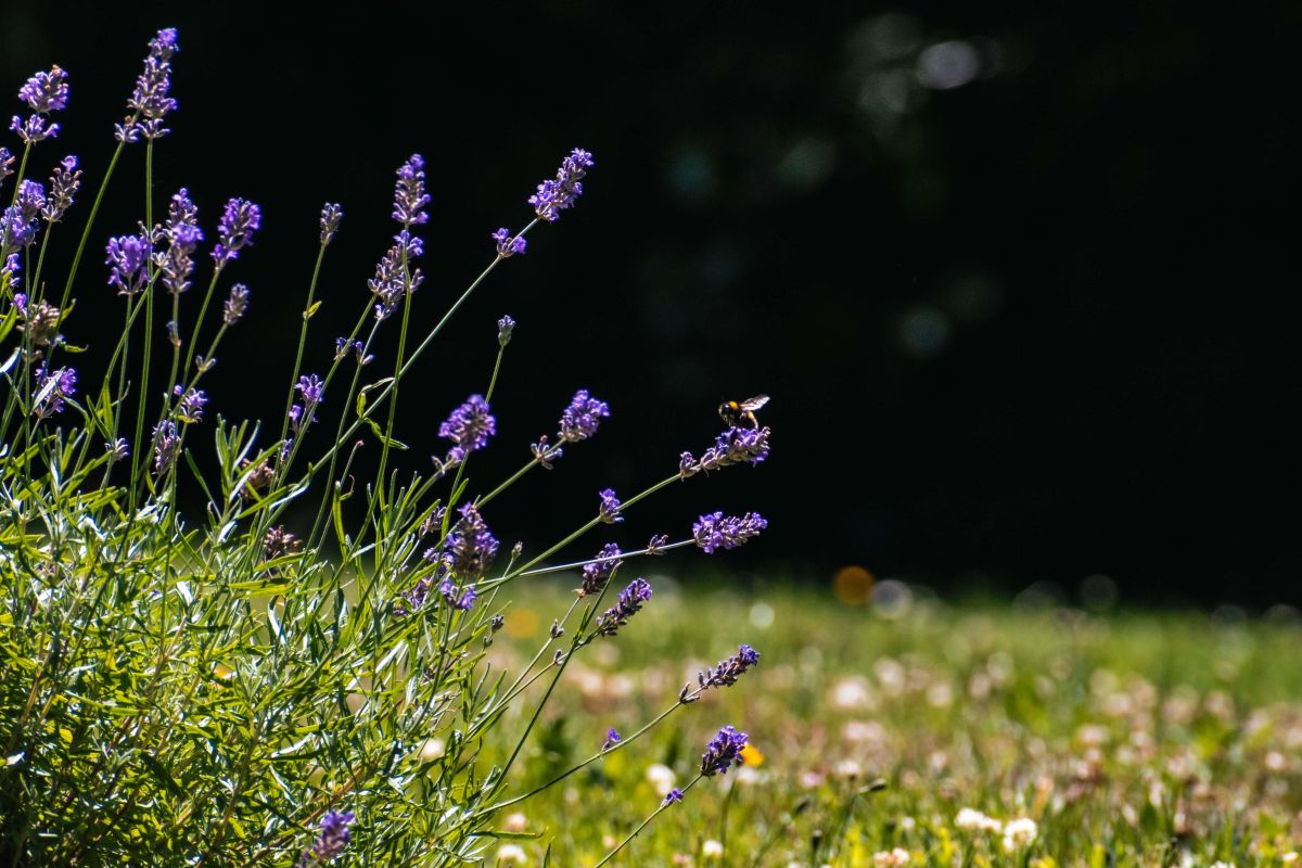 Lavendel im sommerlichen Garten