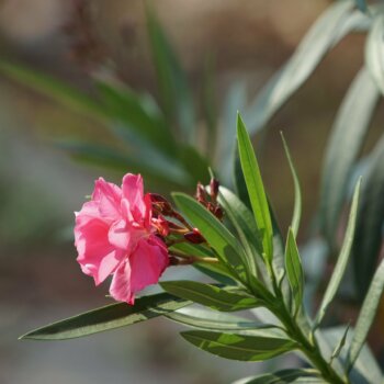 Eine Grafik zu Finden Sie Oleander mit gefüllten Blüten!