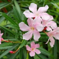 Oleander-Sorte Hardy Pink