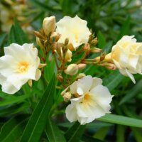 Oleander-Sorte Luteum Plenum