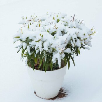 Eine Grafik zu Entdecken Sie winterfesten Oleander!