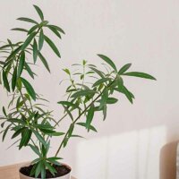 Oleander als Zimmerpflanze