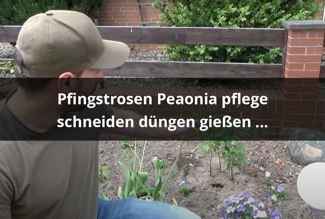 Pfingstrosen Kaufen  Pflanzen  Schneiden & Pflegen – Schöne Päonien