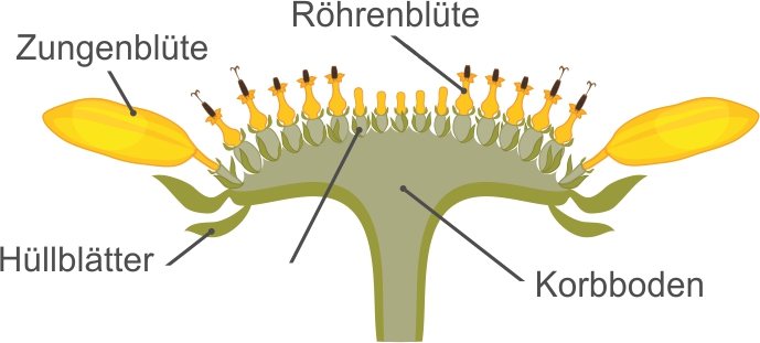 Schematische Darstellung einer Sonnenblumen-Blüte mit Beschriftung