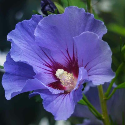Blau-violette Hibiskusblüte