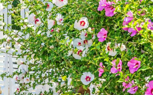 Hibiskus – Schneiden  Verwenden  Überwintern & Pflegen + Sorten-Überblick