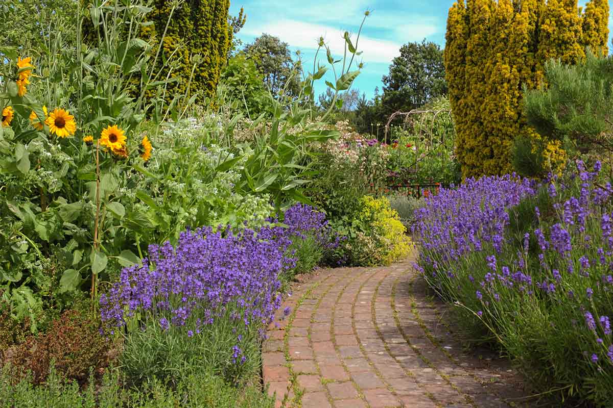 Sonnenblume an einem Gartenweg