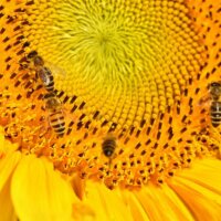 Biene auf Sonnenblumen-Blüte