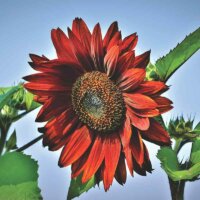 Rote Sonnenblumen-Blüte