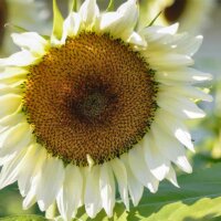 Sonnenblume mit weißer Blüte