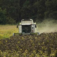 Mähdrescher bei der Sonnenblumen-Ernte
