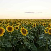 Feld mit Sonnenblumen
