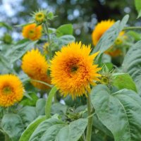 Orange gefüllte Blüten einer Sonnenblume