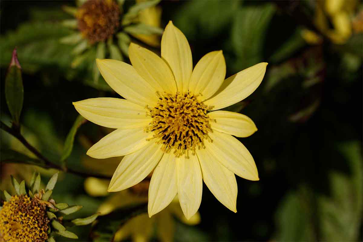 Blüte der Sonnenblume Helianthus Giganteus