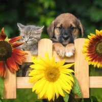 Hund und Katze mit Sonnenblumen