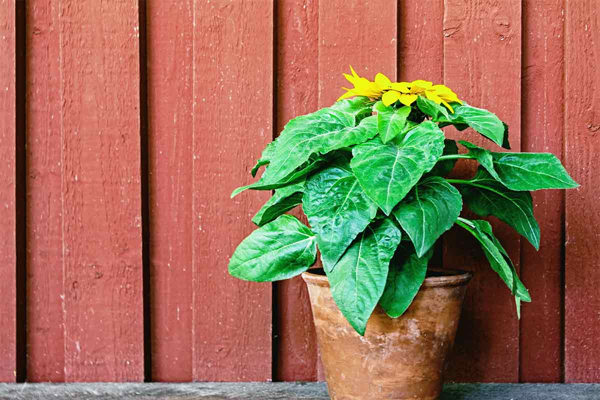Kauf Verwendung, Sonnenblumen ▷ Pflege Aussaat, Infos zu &