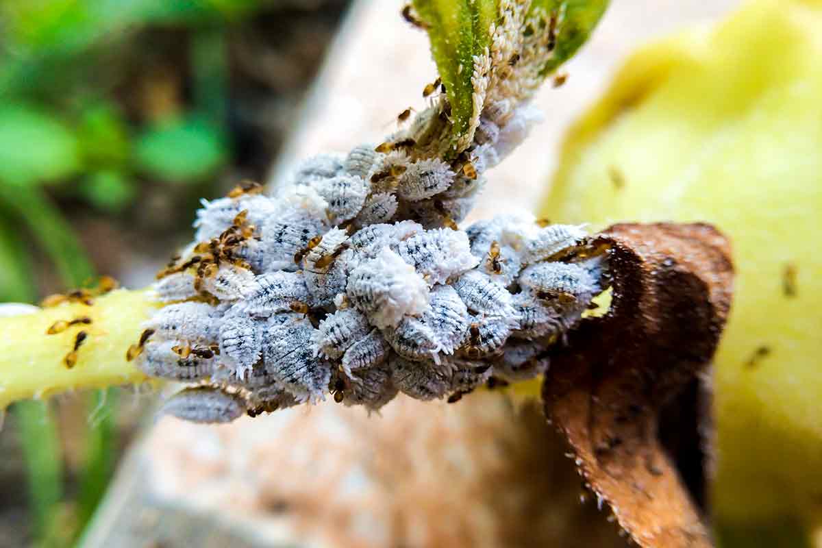 Läuse auf einem Stängel
