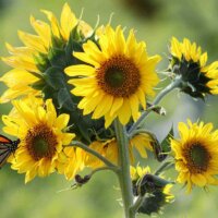 Trieb einer Sonnenblume mit vielen Blüten