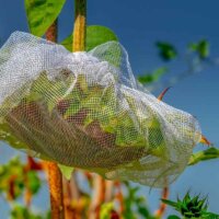 Blüte einer Sonnenblume im Netz