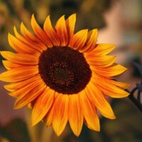 Orangefarbene Sonnenblumen-Blüte