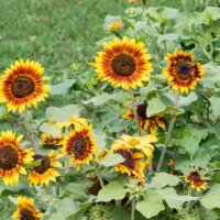 Sonnenblume ‚Ring of Fire‘