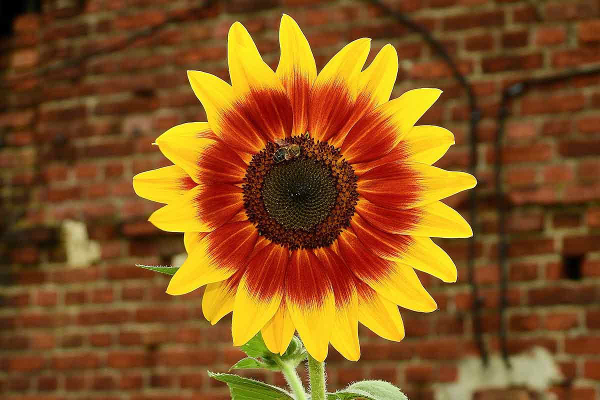 Sonnenblume Ring of Fire