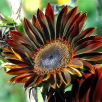 Schwarz-rote Sonnenblume