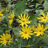 Gelbe Stauden-Sonnenblume