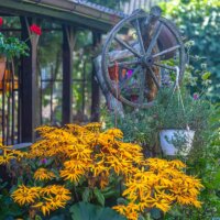 Stauden-Sonnenblume vor einer Veranda